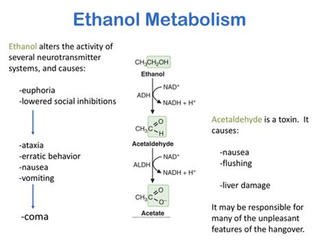 Ethanol Metabolism Tbl Flashcards Quizlet