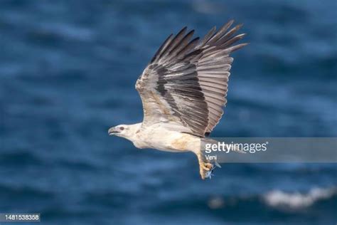 72 Eagles Claw Nature Reserve Stock Photos High Res Pictures And