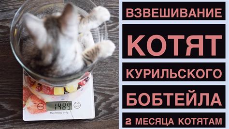 ВЗВЕШИВАНИЕ КОТЯТ Курильского Бобтейла. 2 месяца КОТЯТАМ. - YouTube