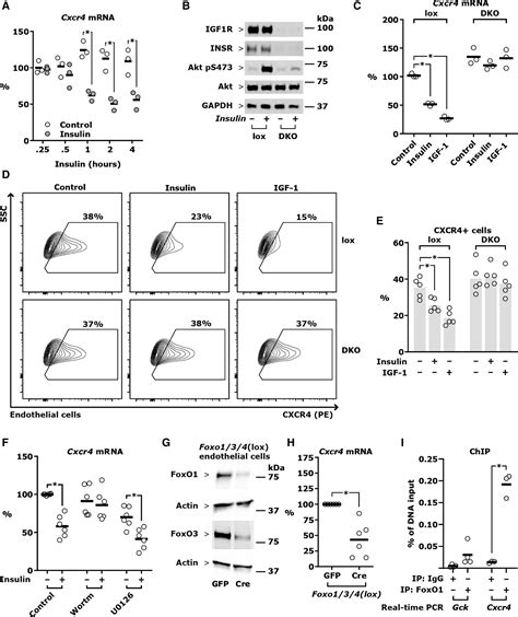 Endothelial Cell Insulin Signaling Regulates Cxcr C X C Motif