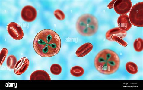 Babesia Parasites Inside Red Blood Cell Computer Illustration This Is