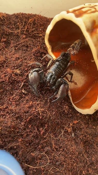 skorpion domasnii youtube