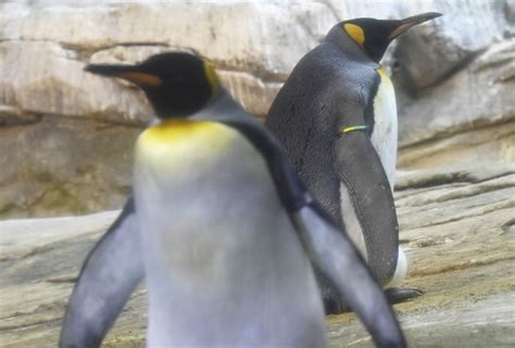 Video Una Pareja De Ping Inos Gay Adopta Un Huevo Y Podr A Convertirse En Padres