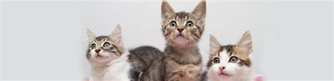 Find Out Where The Dumped Bin Kittens Are Now Rspca Queensland