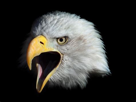 Aigle
