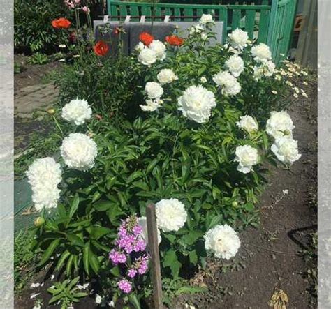 Белые пионы Вся Россия | Растения | Festima.Ru – мониторинг объявлений