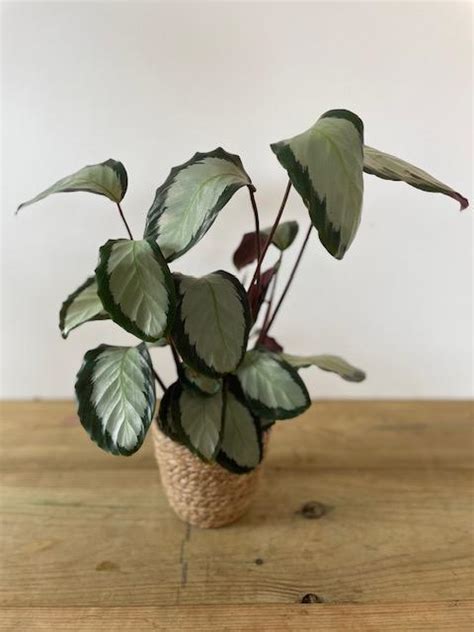 Calathea - Bloom