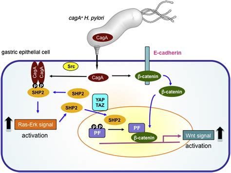 Helicobacter Pylori Caga And Gastric Cancer A Paradigm For Hit And Run