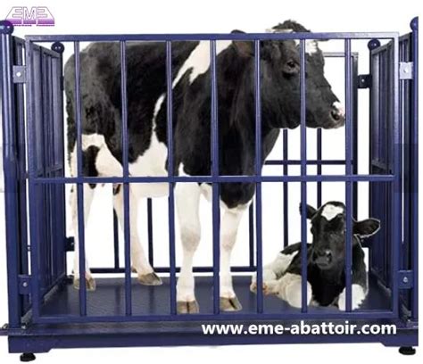 Cattle Slaughtering Machine Weight Scale Abattoir For Slaughterhouse