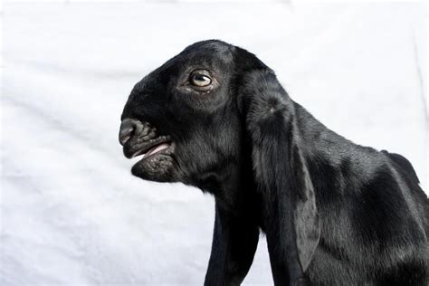 Screaming Goat Stock Photos, Images and Backgrounds for Free Download