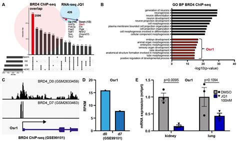 Biomedicines Free Full Text Bet Proteins Regulate Expression Of