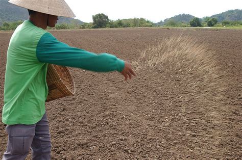 Seed Sowing Methods Agri Learner