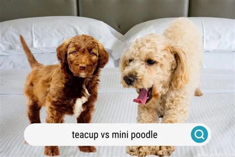 Teacup Poodle Complete Guide [+ Photos] - Poodle Club