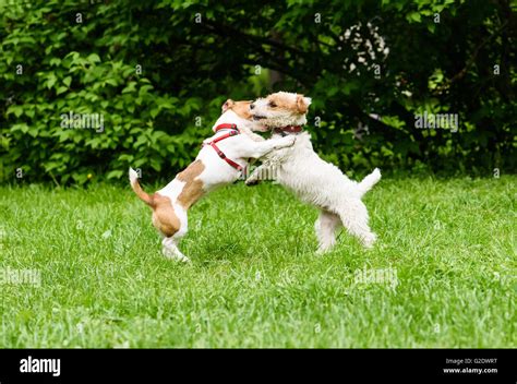 Smooth coat vs Broken coat. Two funny Jack Russell Terriers play Stock ...