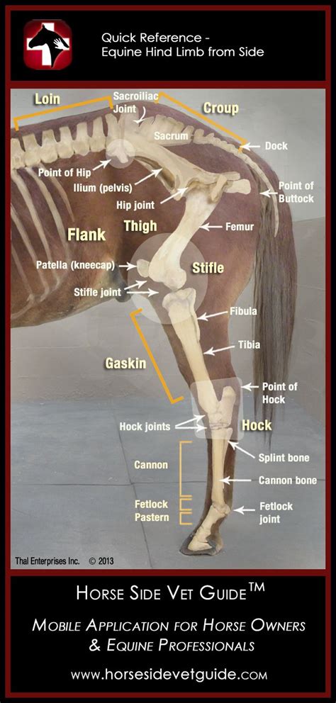 Pin On Equine Love