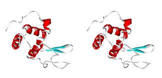 Lysozyme solid ribbon representation stereo picture