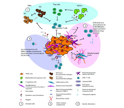 Illustration Of The Immune Evasive And Immune Suppressive Pdac Tumor