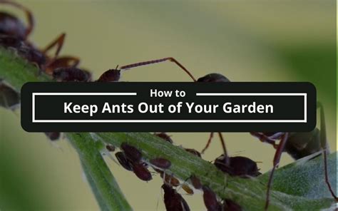 How To Keep Ants Out Of Your Garden Exclusive Gardening