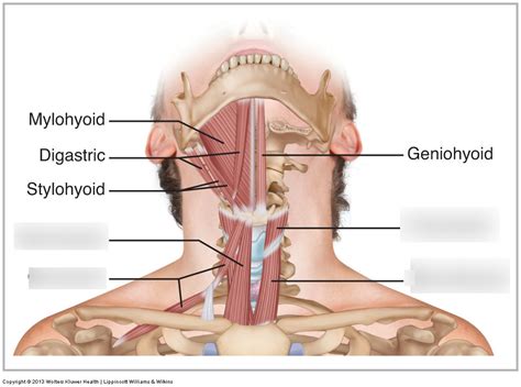 Infrahyoid Muscles Diagram Quizlet