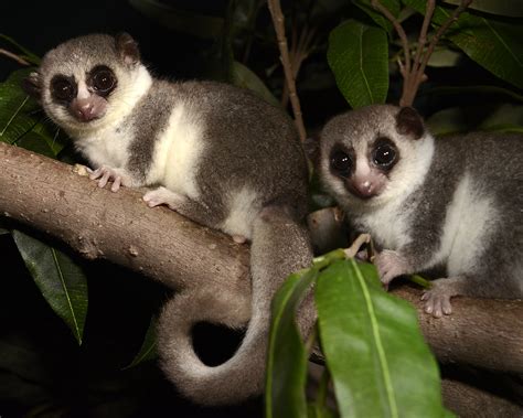 Fat-tailed Dwarf Lemur | Duke Lemur Center