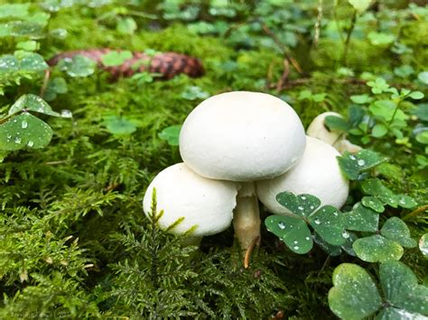 Грибные леса Баварии [1]: Какие грибы растут на юге Германии?