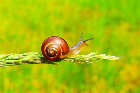 500+ Snail Pictures [HQ] | Download Free Images on Unsplash