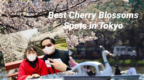 Best Cherry Blossoms Viewing Spots In Tokyo Sakura Viewing Tour Spring