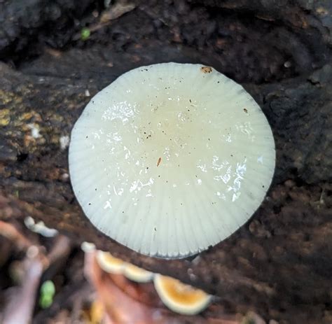 Green Pepe (Mycena chlorophos): Identification, Look-Alikes, History