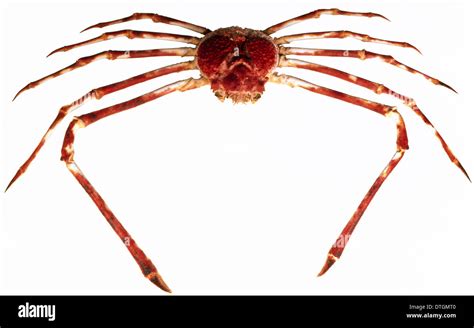 Nature Picture Library Giant Japanese Spider Crab Japanese Spider Crab