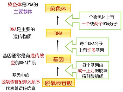 基因通常是有遗传效应的dna片段 安庆师范大学生命科学学院