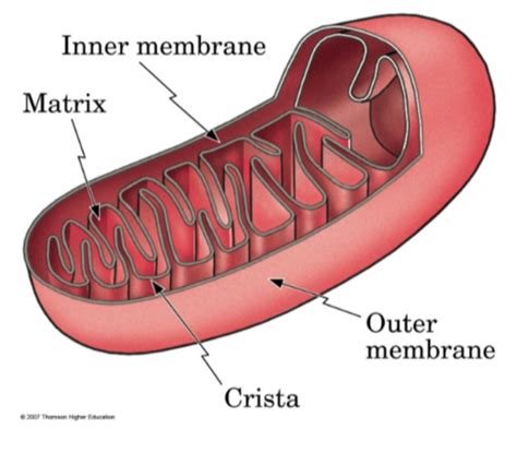 Biochem Metabolism And Energetics Flashcards Quizlet