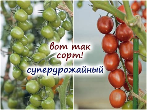 Томат черри Вера – раннеспелый гибрид: характеристики, форма, особенности