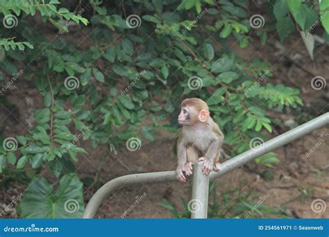 A Monkey In Hong Kong Monkey In Country Park In Hong Kong Stock Image