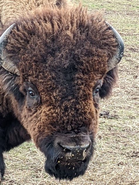 Discover the Hidden Gems of Upstate New York: Buffalo Farms Galore