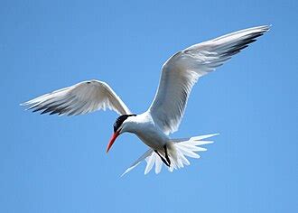 elegant tern wikipedia