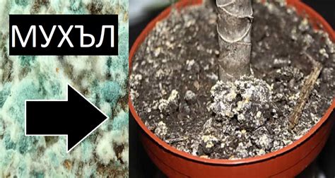 Градинар: Съвети срещу мухъл на стайните растенията