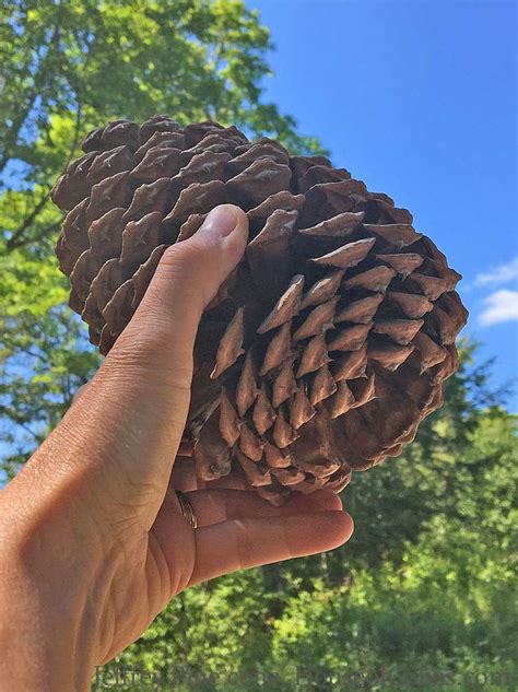 Large Jeffrey Pine Tree Cones are Perfect for Rustic Decor in the Home – HouseofCones.com