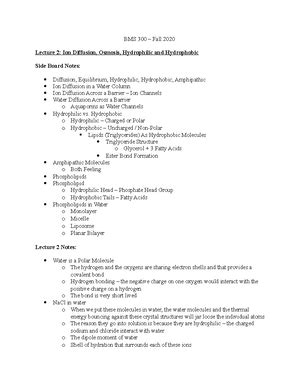 Bms Exam Review Study Guide Neurons Bipolar Sensory Neuron