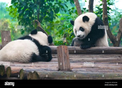 Panda mother cub hi-res stock photography and images - Alamy