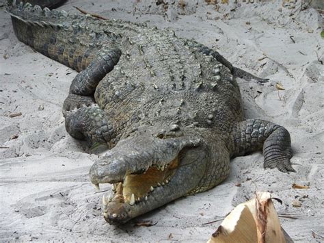 The 8 Main Differences Between Alligators and Crocodiles - Owlcation