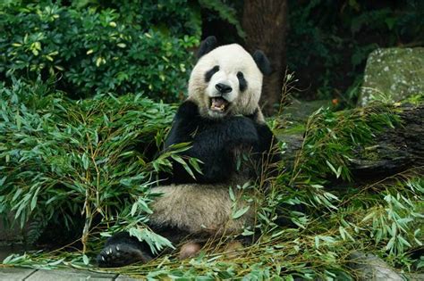 貓熊「團團」逝世滿週年 動物園宣布將展示標本 生活 中時