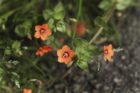 Identifying Scarlet Pimpernel Weeds Learn About The Control Of