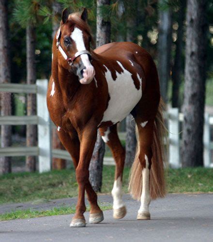 36 Western Horse Breeds ideas | horse breeds, breeds, horses