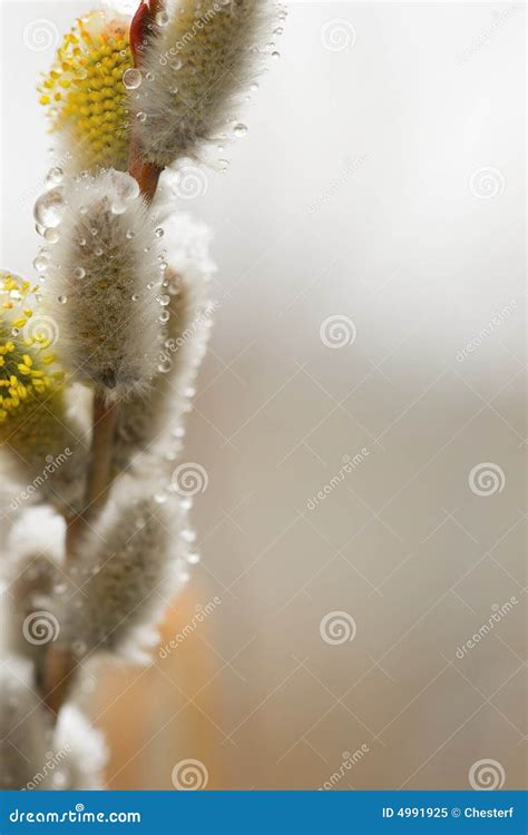 Pussy Willow With Thawn Snow Stock Image Image Of Branch Youth