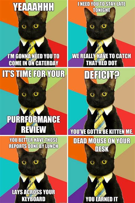 This Is Amazing Business Cat Business Cat Meme Cat Puns