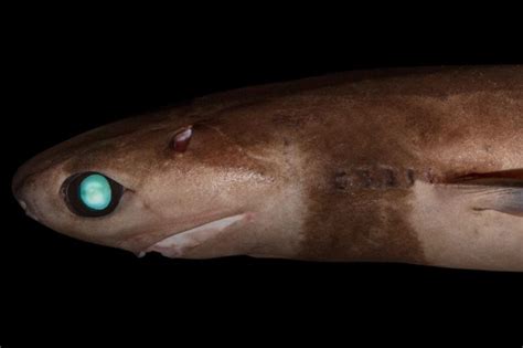Виды акул: 🦈описание, названия, особенности и фото акул