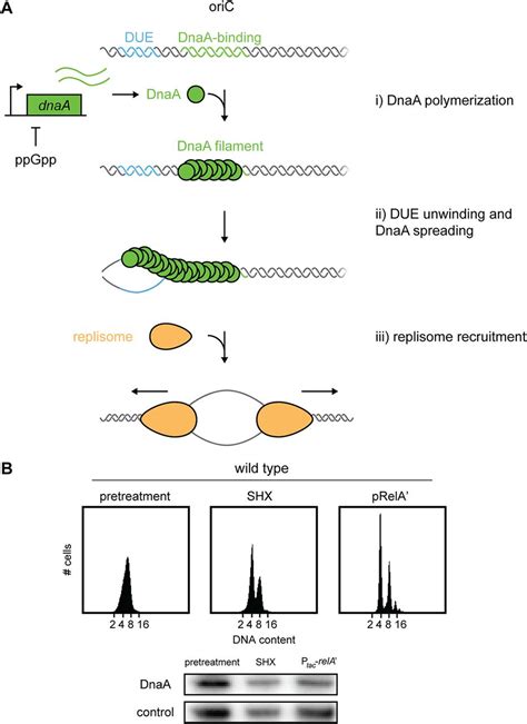 The Stringent Response Inhibits DNA Replication Initiation In E Coli