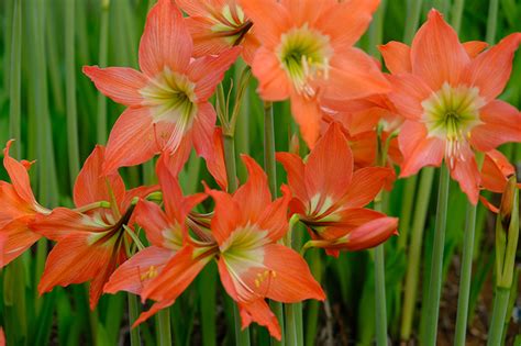 Details Imagen Cuidados De La Planta Amaryllis Abzlocal Mx