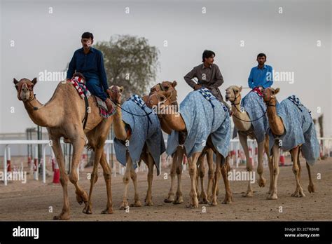 camel race  res stock photography  images alamy
