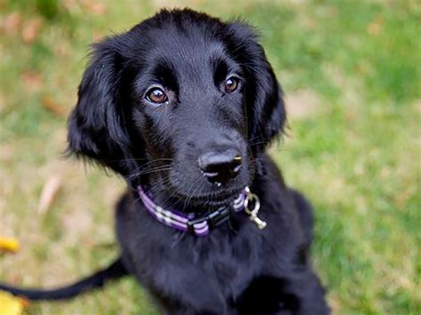 Unveiling the Mystery of The Black Golden Retriever | UKPets